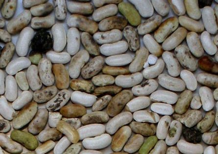 alubias blancas descartado