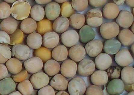 Imagen guisante amarillo rechazada 001