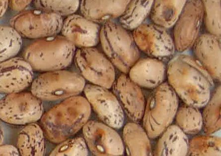 Imagen judias borlotti descartado