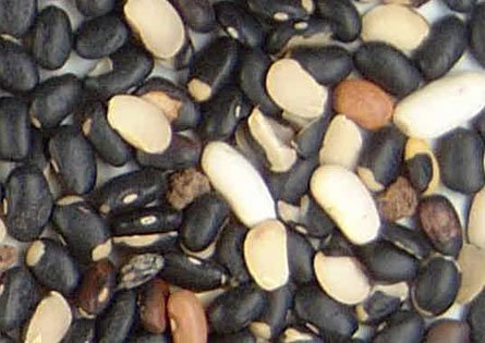 Imagen judias negras descartado 2