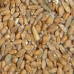trigo comun variedad 1 - rechazado