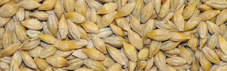 slider-clasificacion-de-cebada