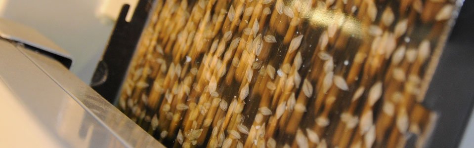 slider-clasificacion-de-granos