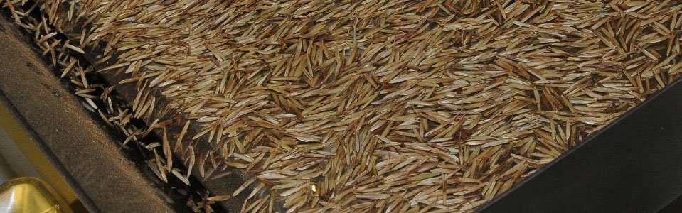 slider-clasificacion-semillas-gramineas-2