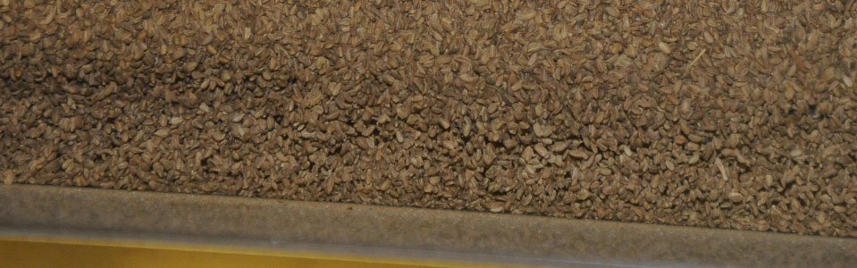 slider-clasificacion-semillas-vegetales-2