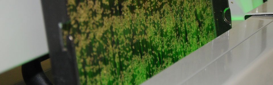 slider-clasificacion-semillas-vegetales